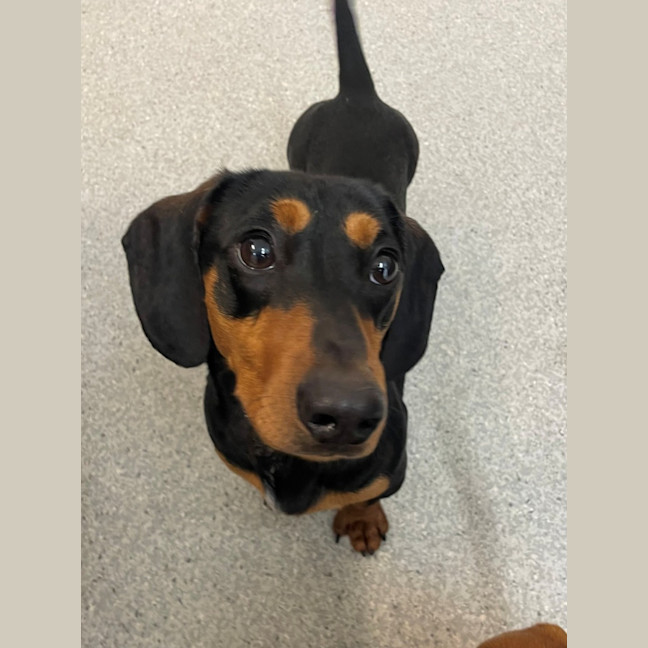 Photo of D1184 Kevin