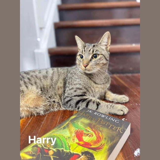 Photo of Harry Potter