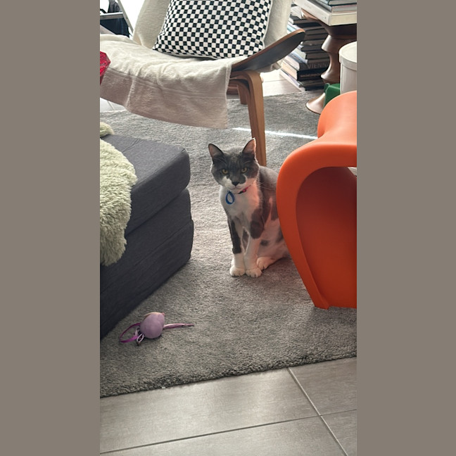 Photo of Principal Flutie 