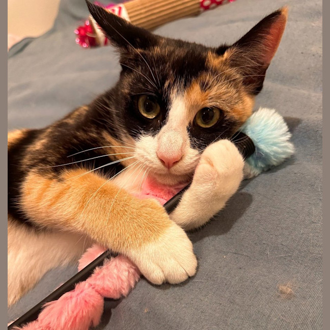 Photo of Chicken Schnitz