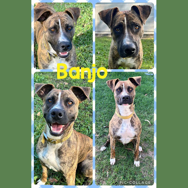 Photo of Banjo