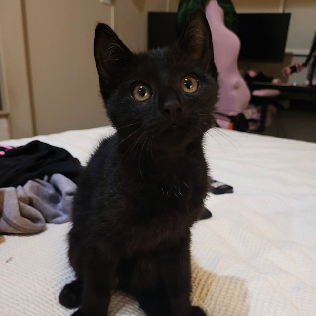 Photo of Nito (Gravelord Nito)