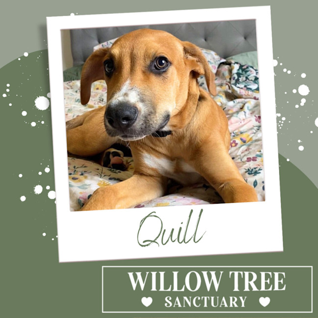 Photo of Quill