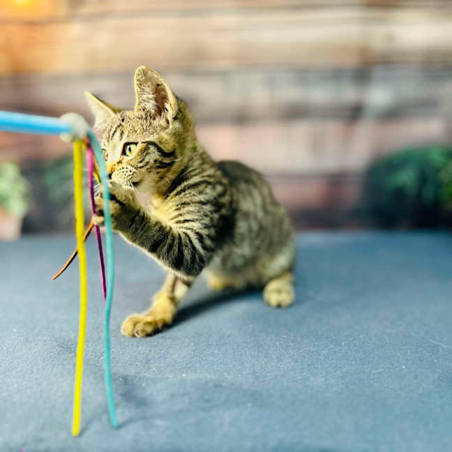 Photo of Apollo   Meet Me In Preston