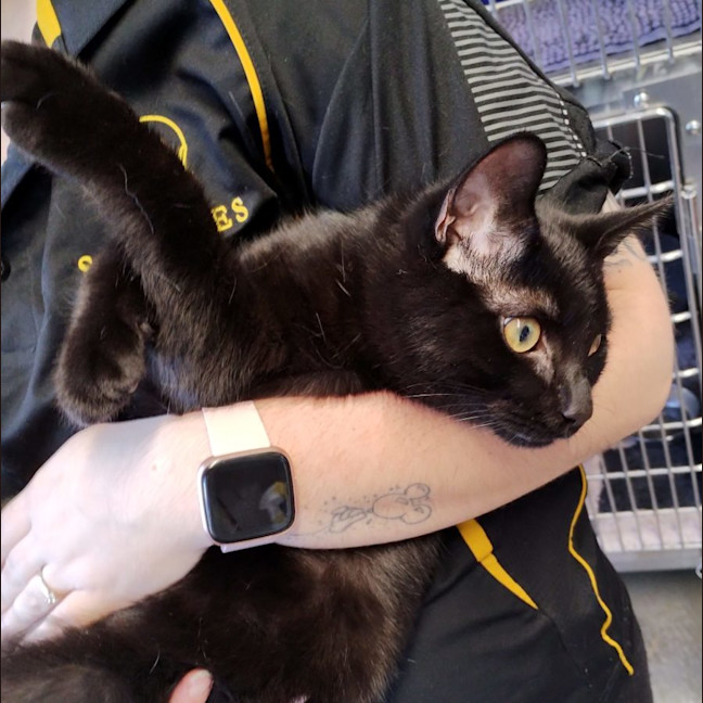 Photo of Ace   Now Available At Pet Quarters Morisset