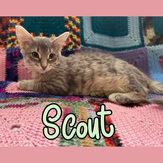 Photo of Scout 