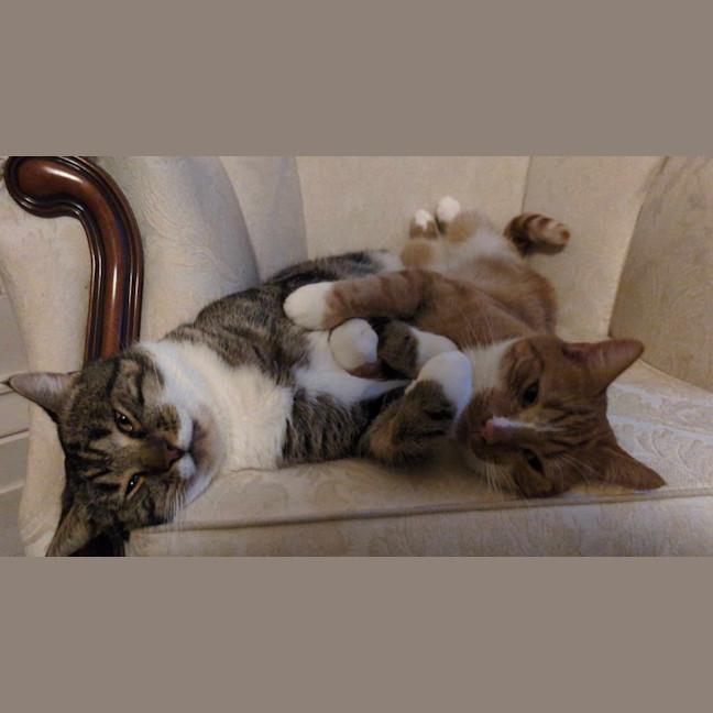 Photo of Tokyo & Miso 