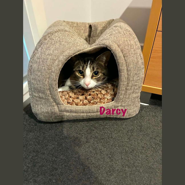 Photo of Darcy & Cy