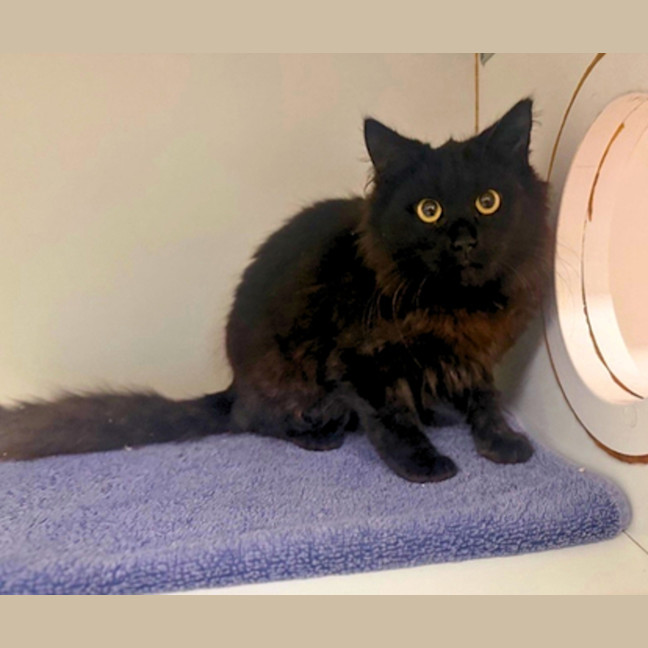 Photo of Midnight