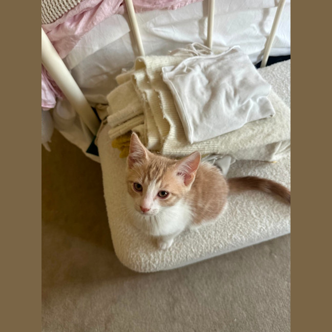 Photo of Basil