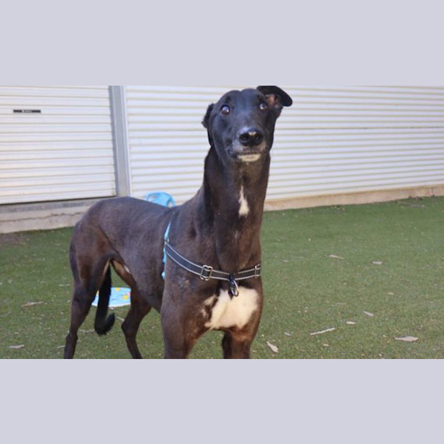Photo of Dudley