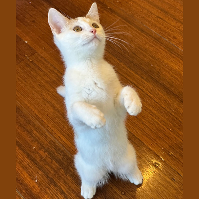 Photo of Arnie Purrito