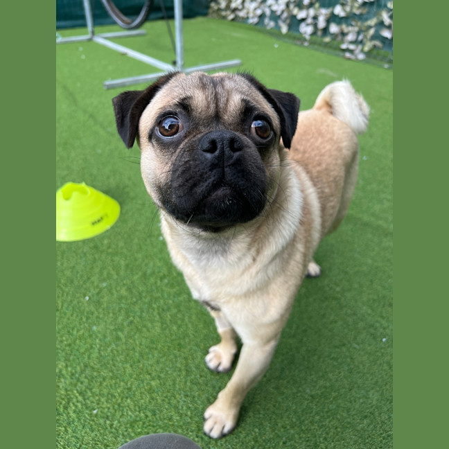 Photo of Pugsley