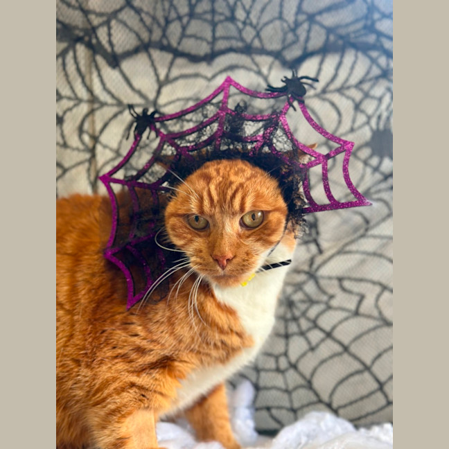 Photo of Sammy 
