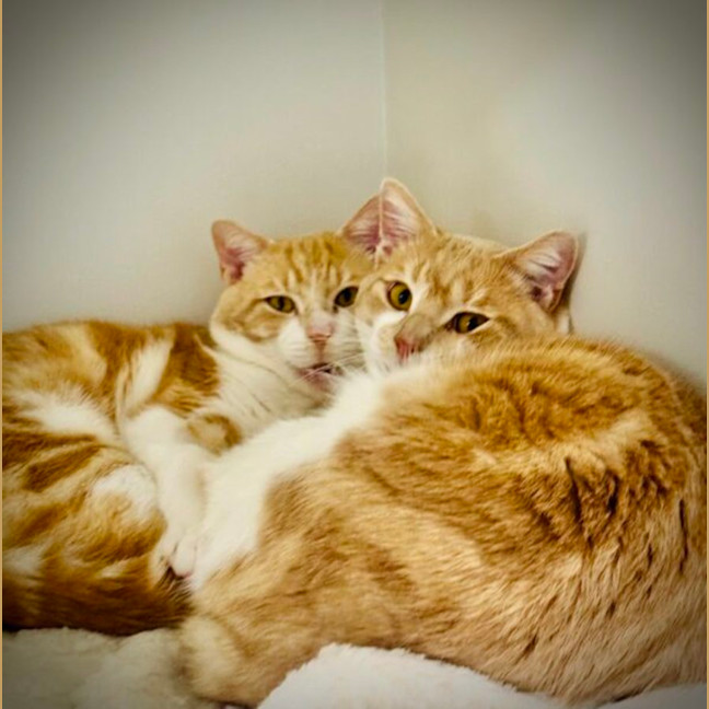 Photo of Maple And Benny