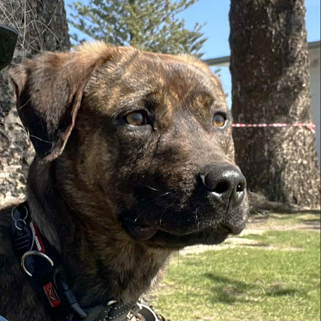 Photo of Maverick 🐴 1.5yo, Staffy X Rotti(on Trial 8/11/25