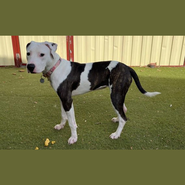 Photo of Missy