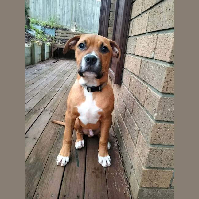 Photo of Socks