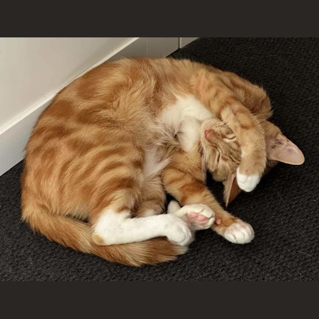Photo of Clementine