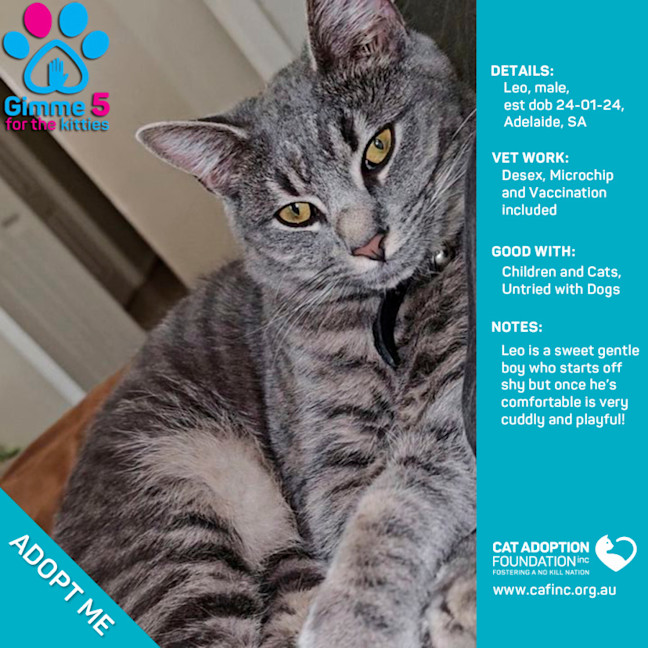 Photo of Leo Just $50 Limited Time!