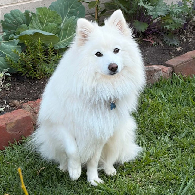 Photo of Archie