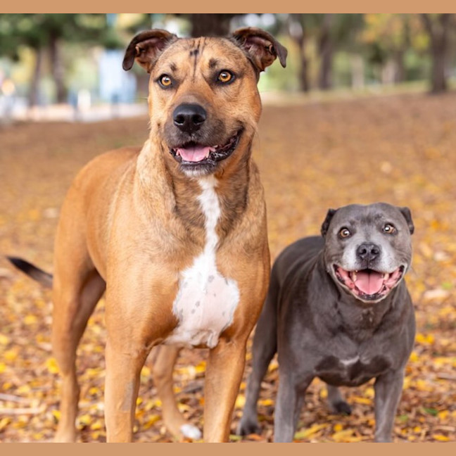 Photo of Lily And Tazi