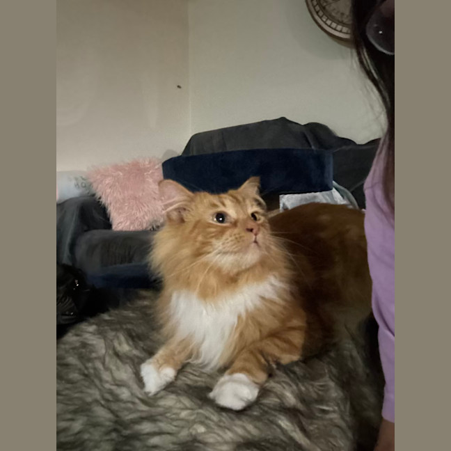 Photo of Peaches 