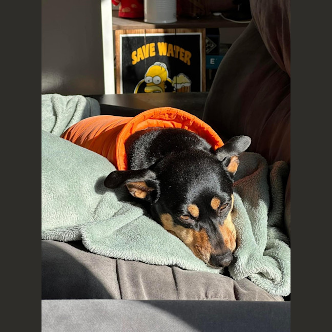 Photo of Tessa 💝 4 Year Old Dachshund X