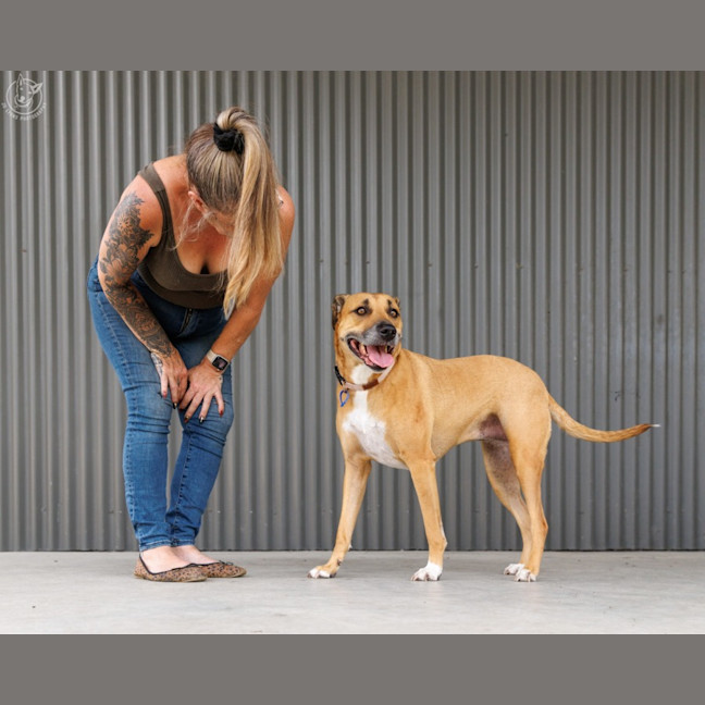 Photo of Gidget   6 Year Old Staffy X Mastiff