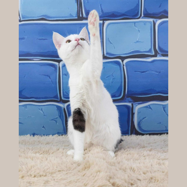 Photo of Mr Biscuits