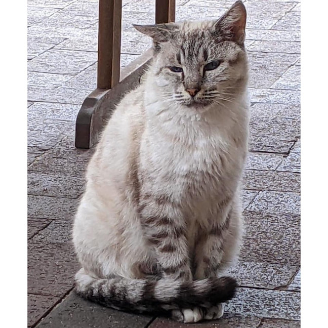 Photo of 10907   Opal