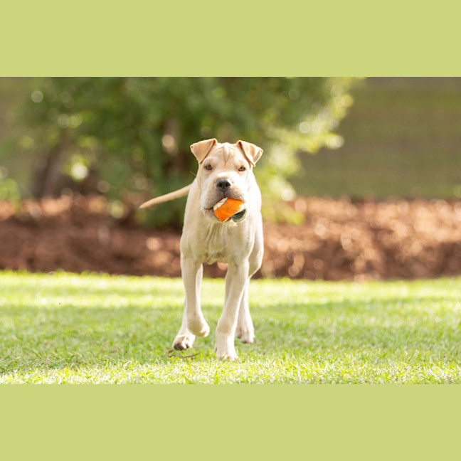Photo of Lucky