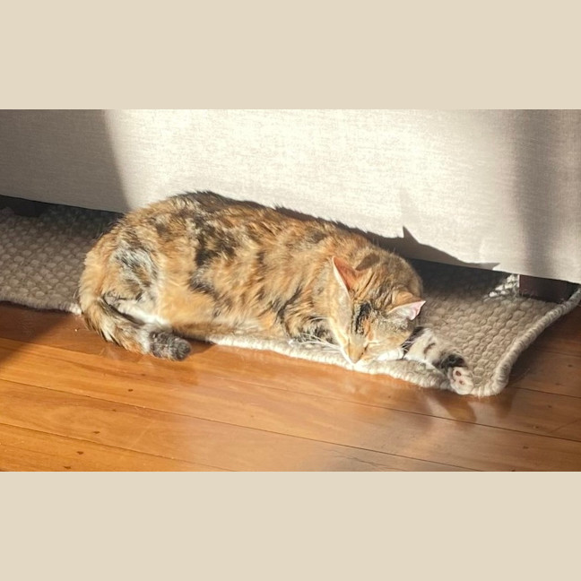 Photo of Misty