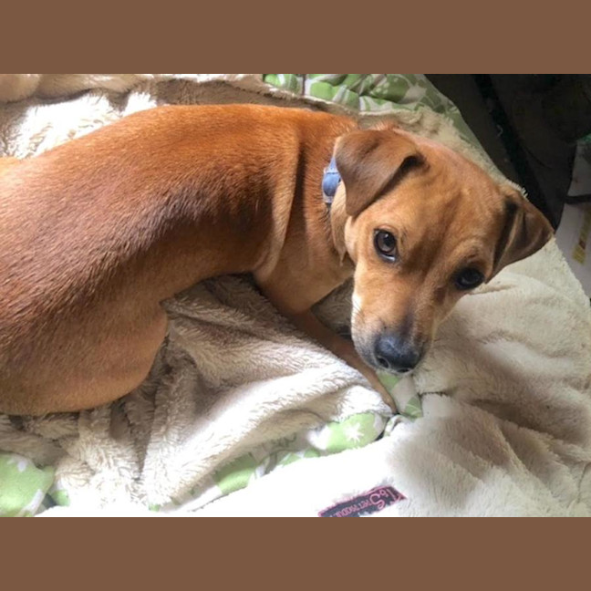 Photo of Ginger Meggs