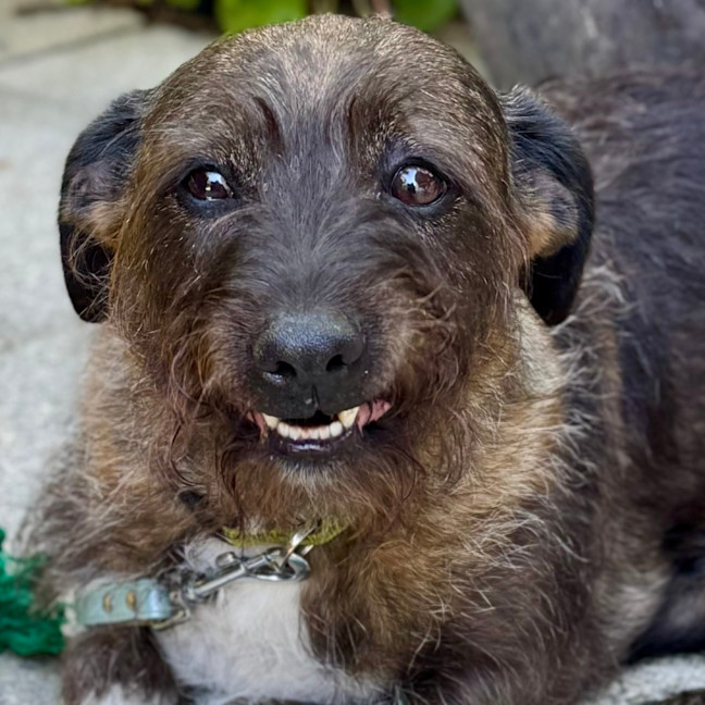 Photo of Beautiful Funny Beau 