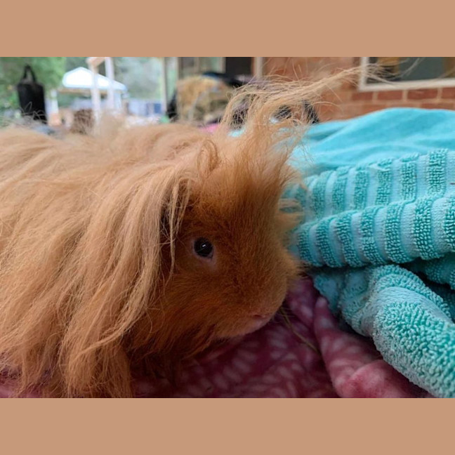 Photo of Harry And Hairy