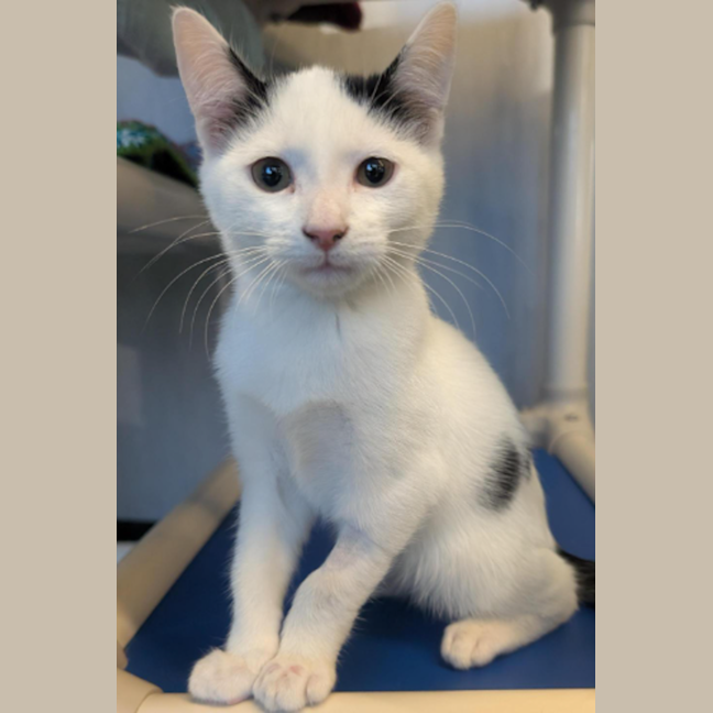 Photo of Dark Magician