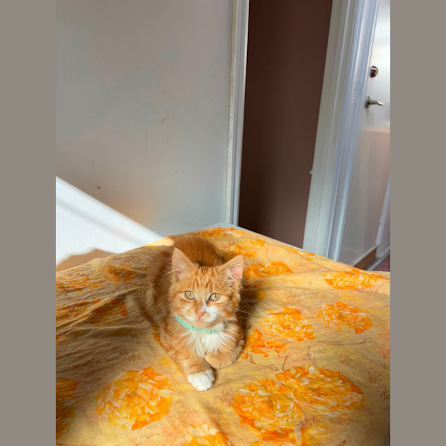 Photo of Sunny   Your Ray Of Sunshine