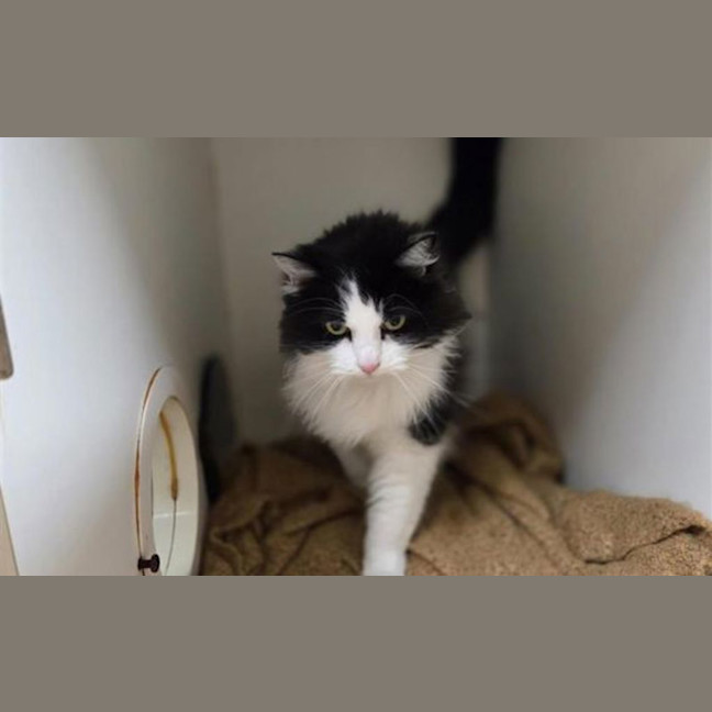 Photo of Phoenix