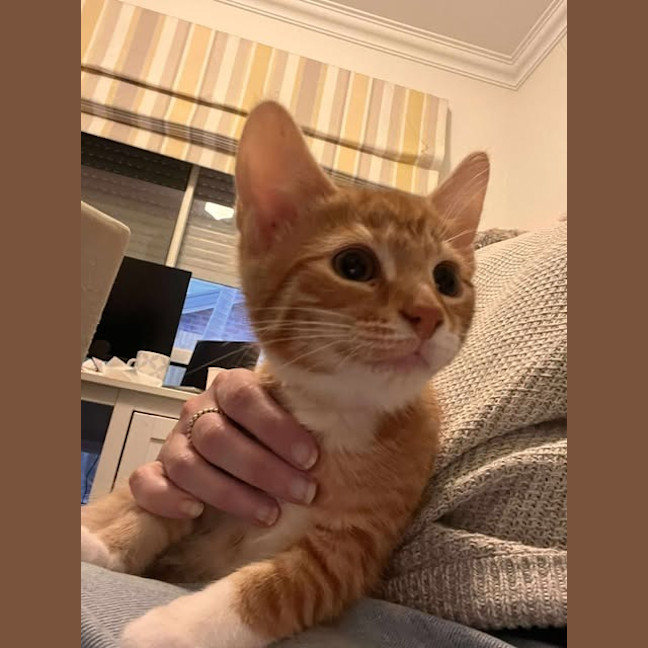 Photo of Comet