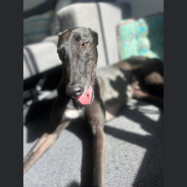 Photo of Vince, The Greyhound