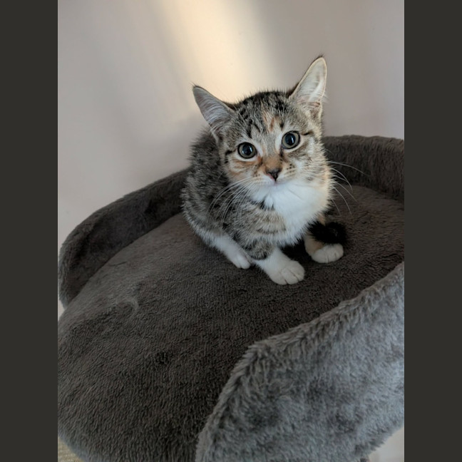 Photo of Mouse 