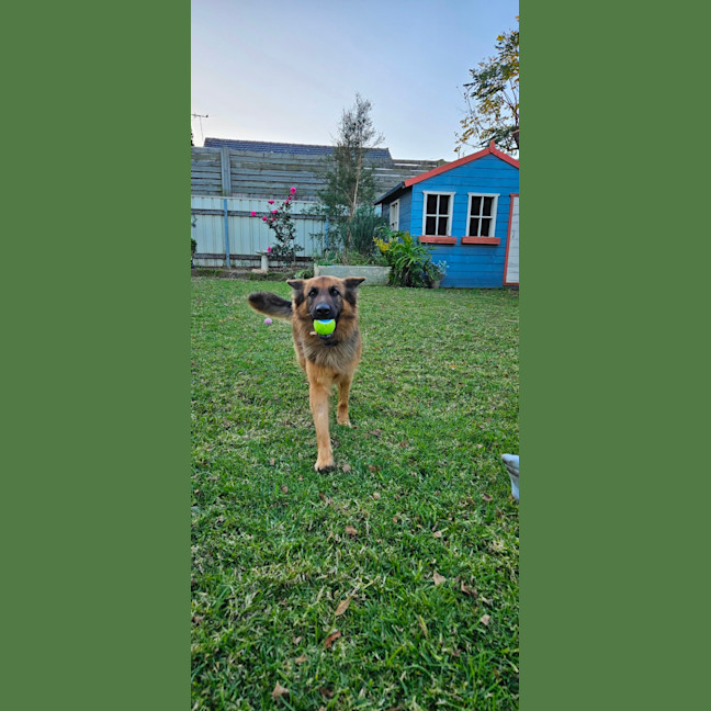 Photo of Sasha   4 Year Old German Shepherd