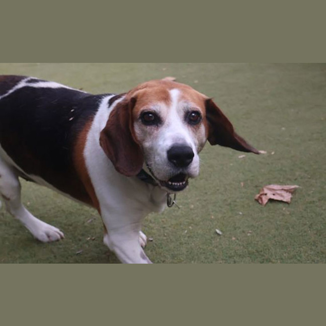 Photo of Buddy
