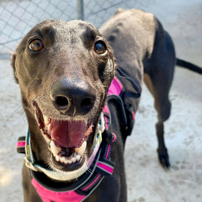 Photo of Poppet The Greyhound