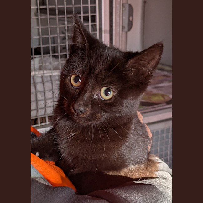 Photo of Mushroom Magee