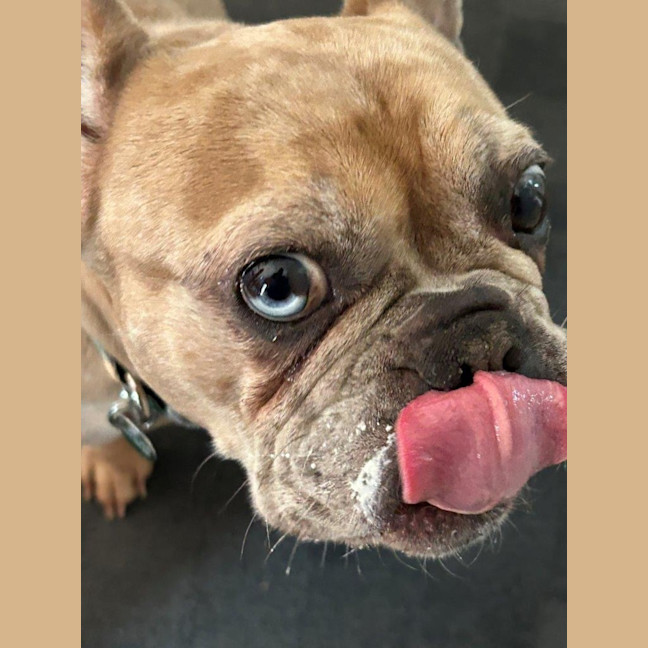 Photo of Luna Wensleydale