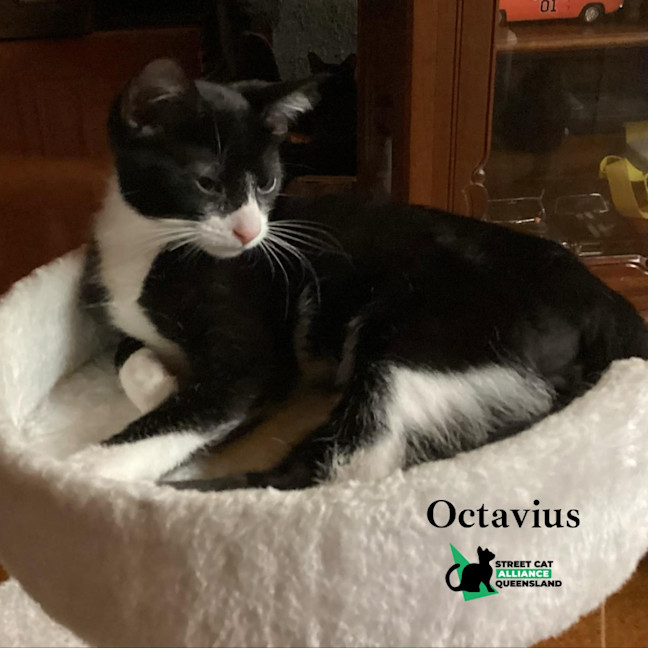 Photo of Octavius