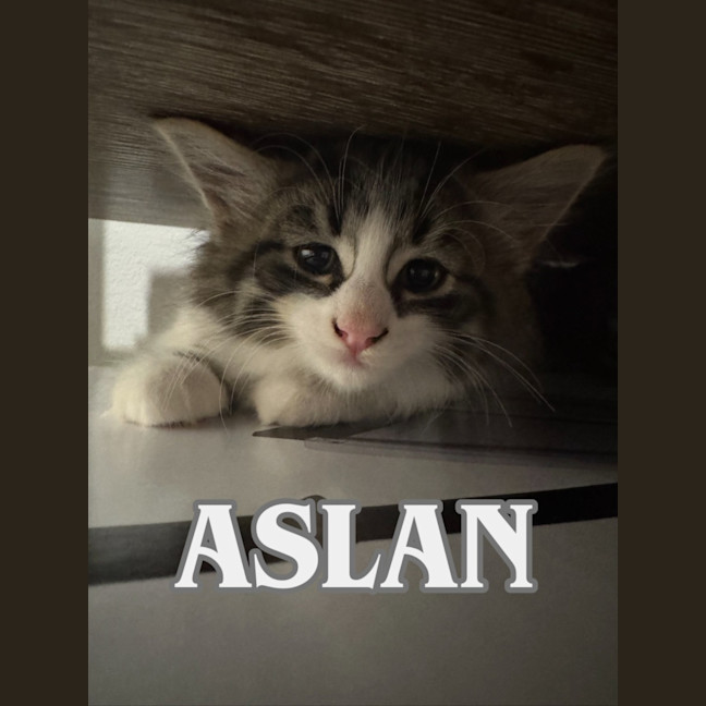 Photo of Aslan