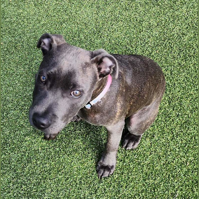Photo of Blade